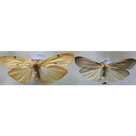 Lithosia quadra (Linnaeus, 1758) pair Porostnica czterokropka Czech59f